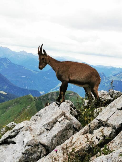 Appartement Vue Sur Le Golf Et Le Lac Leman Publier ภายนอก รูปภาพ